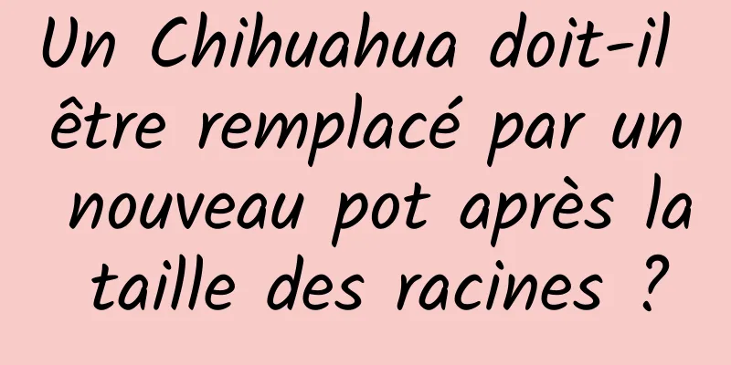 Un Chihuahua doit-il être remplacé par un nouveau pot après la taille des racines ?