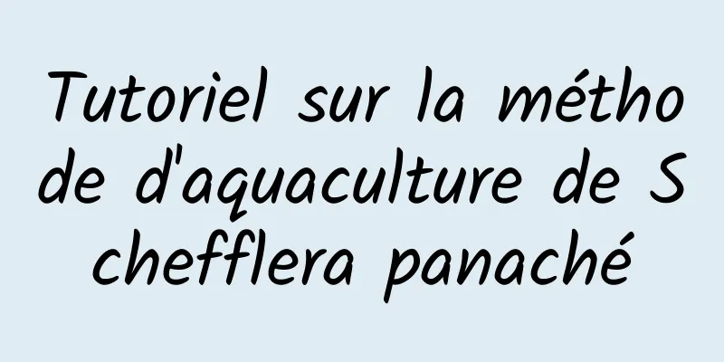 Tutoriel sur la méthode d'aquaculture de Schefflera panaché