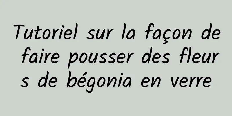 Tutoriel sur la façon de faire pousser des fleurs de bégonia en verre