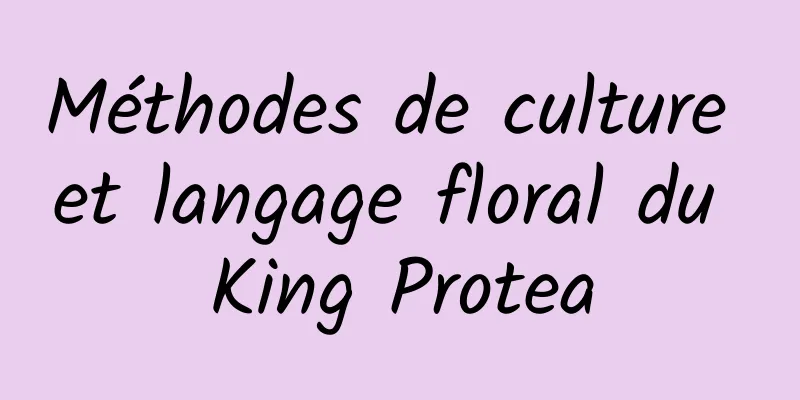 Méthodes de culture et langage floral du King Protea