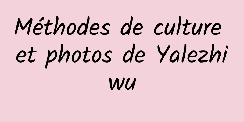 Méthodes de culture et photos de Yalezhiwu