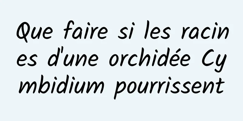 Que faire si les racines d'une orchidée Cymbidium pourrissent