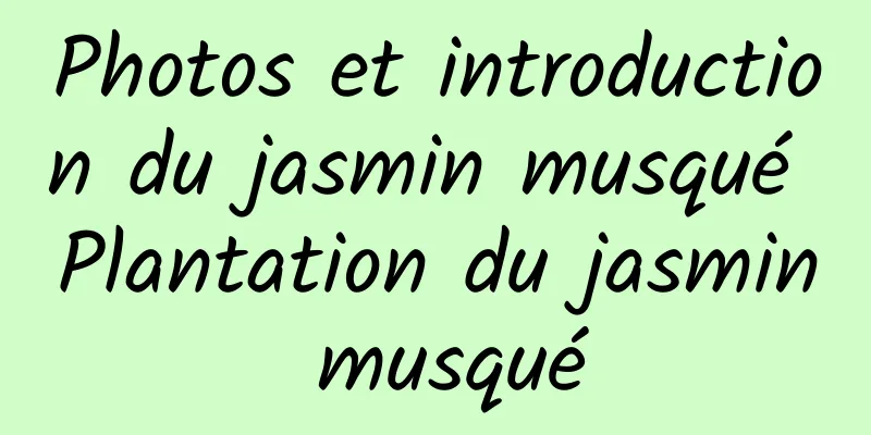 Photos et introduction du jasmin musqué Plantation du jasmin musqué