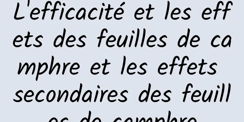 L'efficacité et les effets des feuilles de camphre et les effets secondaires des feuilles de camphre