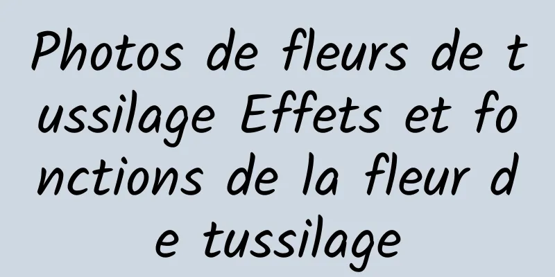 Photos de fleurs de tussilage Effets et fonctions de la fleur de tussilage