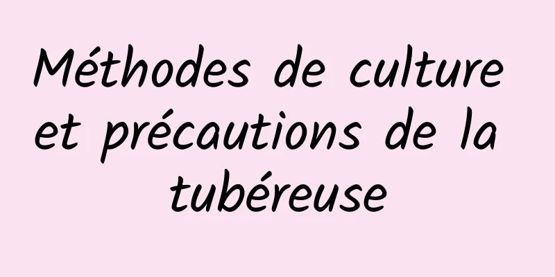 Méthodes de culture et précautions de la tubéreuse