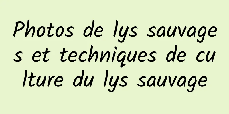 Photos de lys sauvages et techniques de culture du lys sauvage