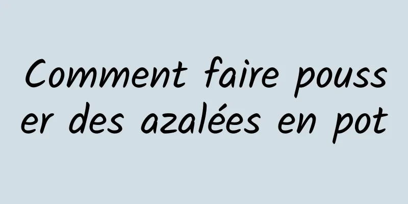 Comment faire pousser des azalées en pot