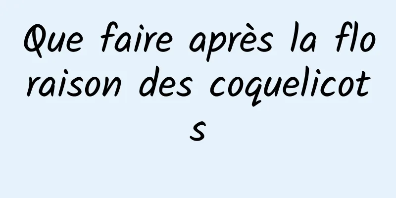 Que faire après la floraison des coquelicots