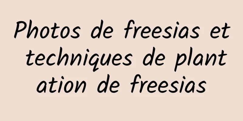 Photos de freesias et techniques de plantation de freesias