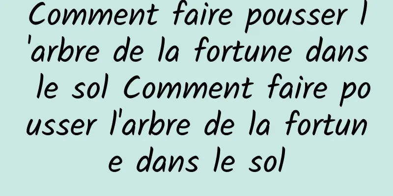 Comment faire pousser l'arbre de la fortune dans le sol Comment faire pousser l'arbre de la fortune dans le sol