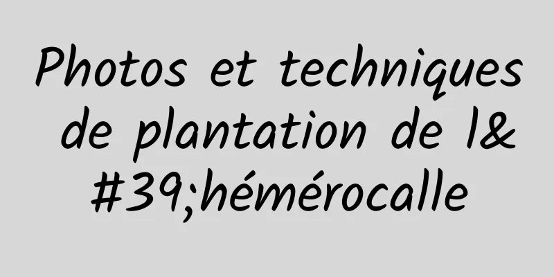 Photos et techniques de plantation de l'hémérocalle