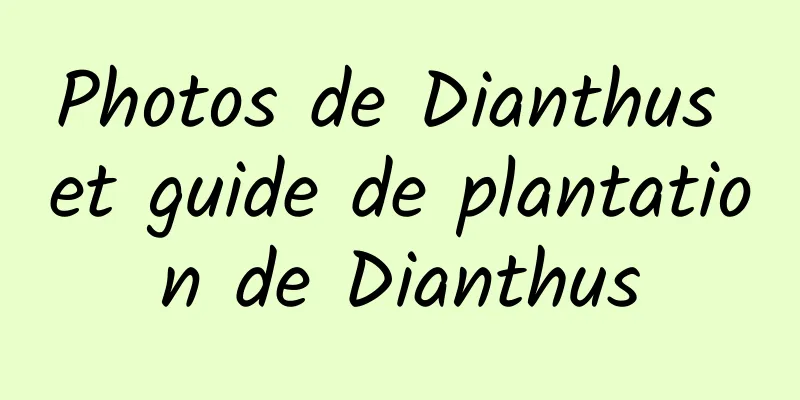 Photos de Dianthus et guide de plantation de Dianthus