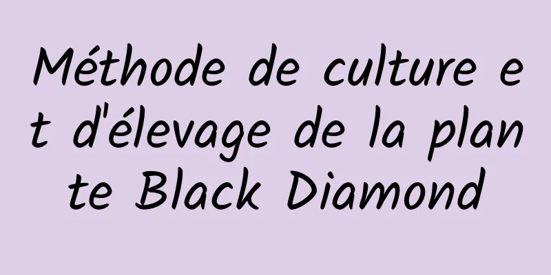 Méthode de culture et d'élevage de la plante Black Diamond