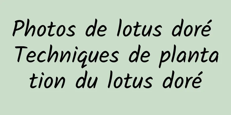 Photos de lotus doré Techniques de plantation du lotus doré