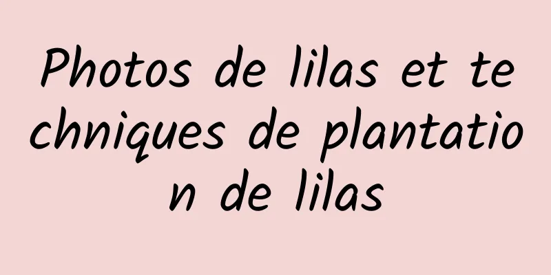 Photos de lilas et techniques de plantation de lilas