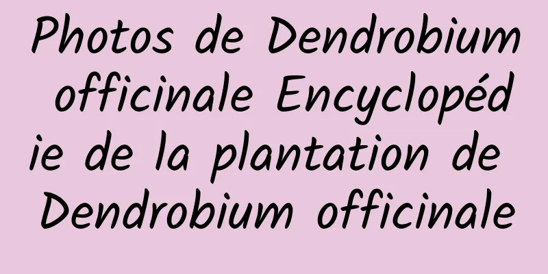 Photos de Dendrobium officinale Encyclopédie de la plantation de Dendrobium officinale