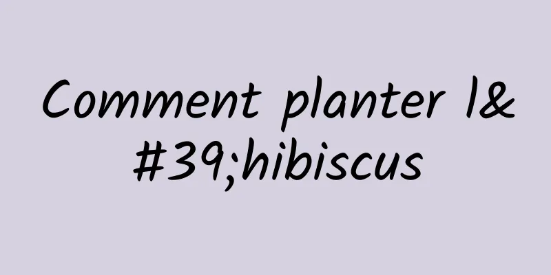 Comment planter l'hibiscus