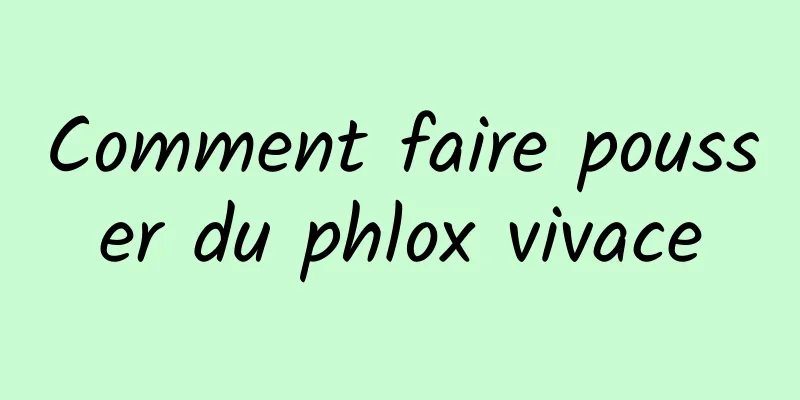 Comment faire pousser du phlox vivace