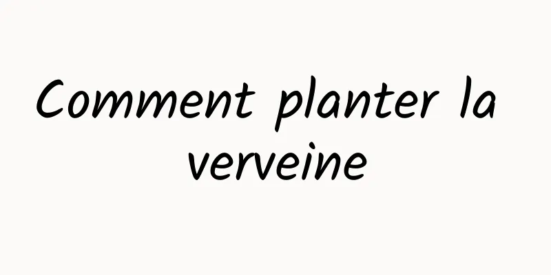 Comment planter la verveine