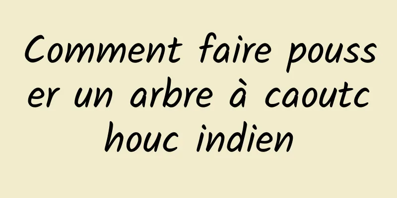 Comment faire pousser un arbre à caoutchouc indien