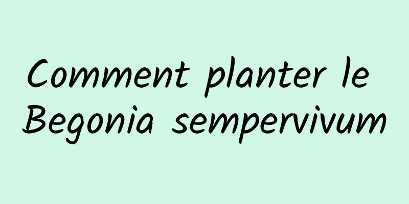 Comment planter le Begonia sempervivum