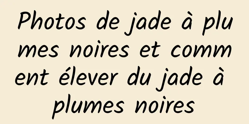 Photos de jade à plumes noires et comment élever du jade à plumes noires