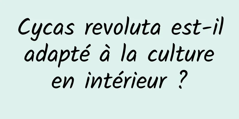 Cycas revoluta est-il adapté à la culture en intérieur ?