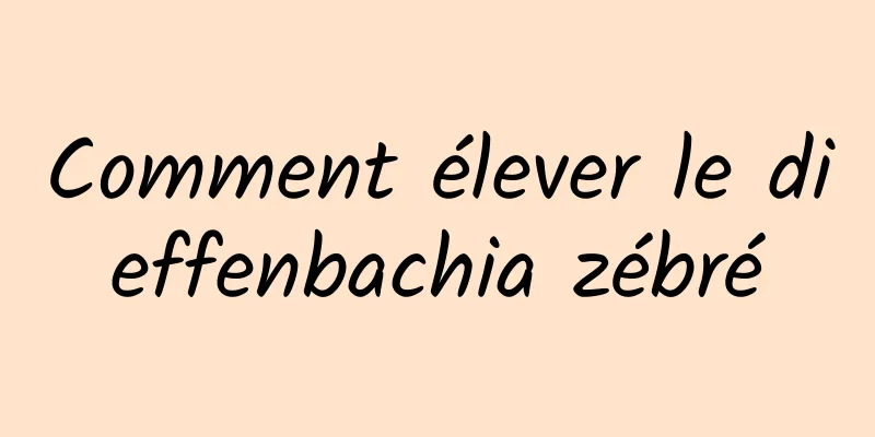 Comment élever le dieffenbachia zébré