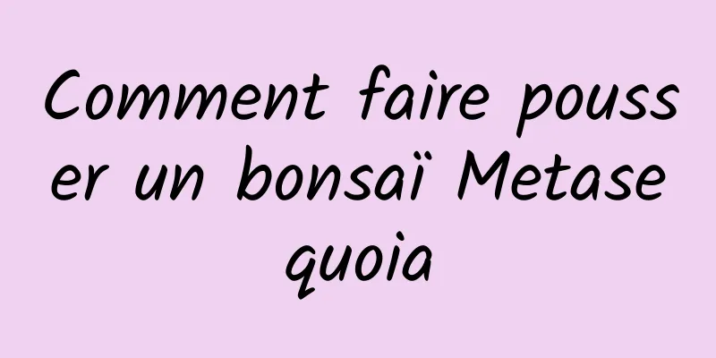 Comment faire pousser un bonsaï Metasequoia