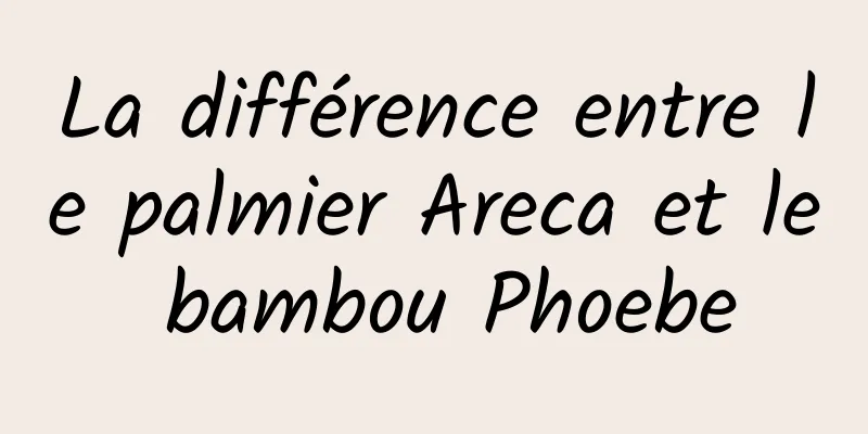 La différence entre le palmier Areca et le bambou Phoebe