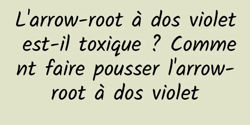 L'arrow-root à dos violet est-il toxique ? Comment faire pousser l'arrow-root à dos violet