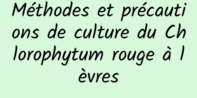 Méthodes et précautions de culture du Chlorophytum rouge à lèvres