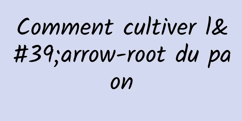 Comment cultiver l'arrow-root du paon