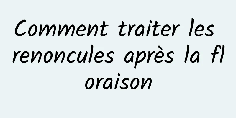 Comment traiter les renoncules après la floraison