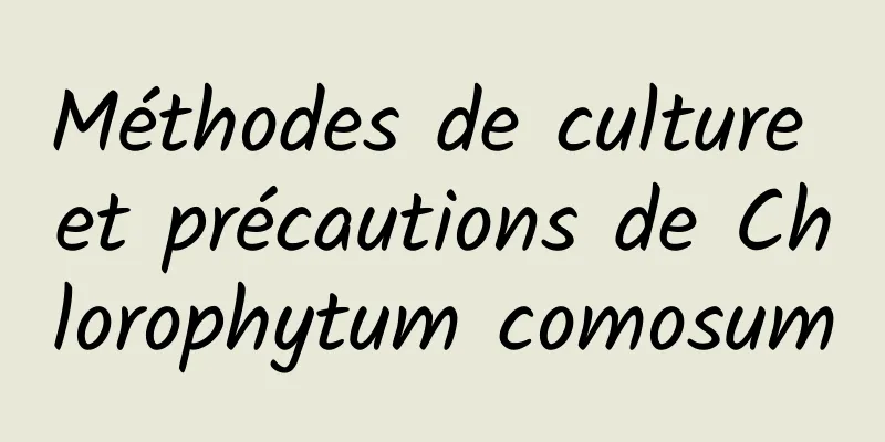 Méthodes de culture et précautions de Chlorophytum comosum