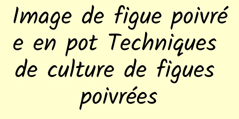 Image de figue poivrée en pot Techniques de culture de figues poivrées