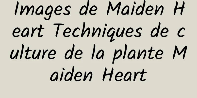 Images de Maiden Heart Techniques de culture de la plante Maiden Heart