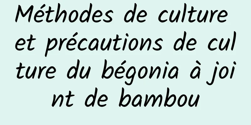 Méthodes de culture et précautions de culture du bégonia à joint de bambou