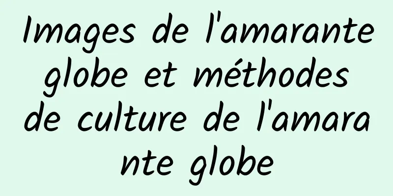 Images de l'amarante globe et méthodes de culture de l'amarante globe