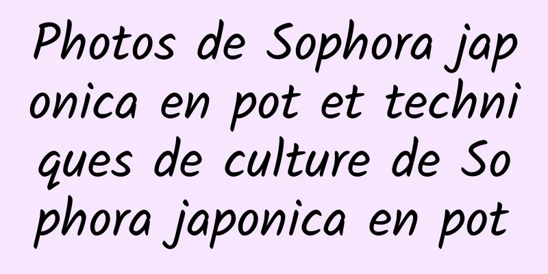 Photos de Sophora japonica en pot et techniques de culture de Sophora japonica en pot