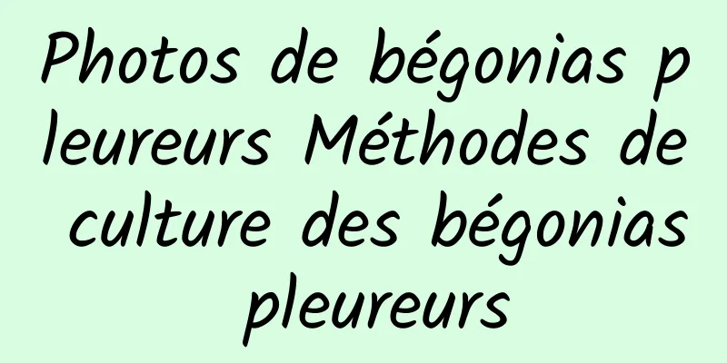 Photos de bégonias pleureurs Méthodes de culture des bégonias pleureurs