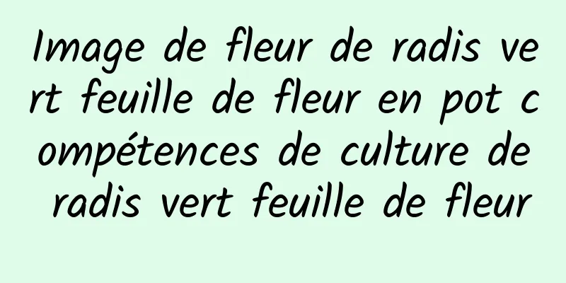 Image de fleur de radis vert feuille de fleur en pot compétences de culture de radis vert feuille de fleur