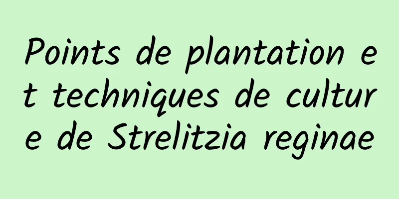 Points de plantation et techniques de culture de Strelitzia reginae