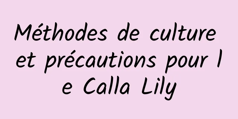 Méthodes de culture et précautions pour le Calla Lily