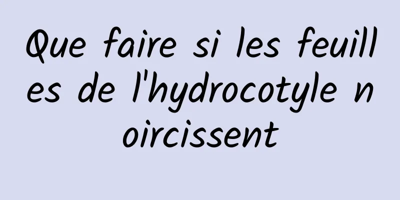 Que faire si les feuilles de l'hydrocotyle noircissent