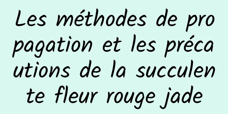 Les méthodes de propagation et les précautions de la succulente fleur rouge jade