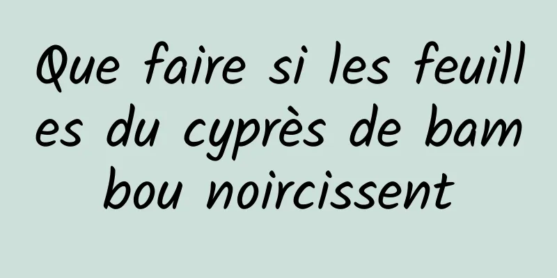 Que faire si les feuilles du cyprès de bambou noircissent