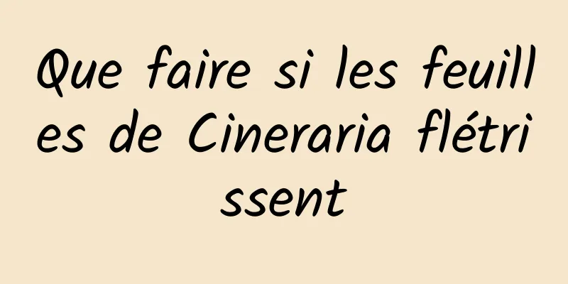 Que faire si les feuilles de Cineraria flétrissent