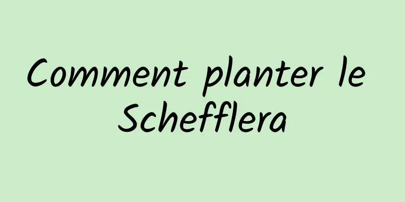 Comment planter le Schefflera